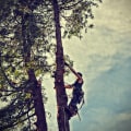 Enhance House Flipping with Professional Tree Services in Maysville, WV