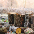 Revitalize Your Scottsdale Property: Stump Removal Services For Flipping House Success