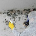 Why Should You Employ A Mold Inspection Company For Your House Flipping Business In Charleston, SC?