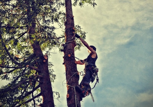 Enhance House Flipping with Professional Tree Services in Maysville, WV