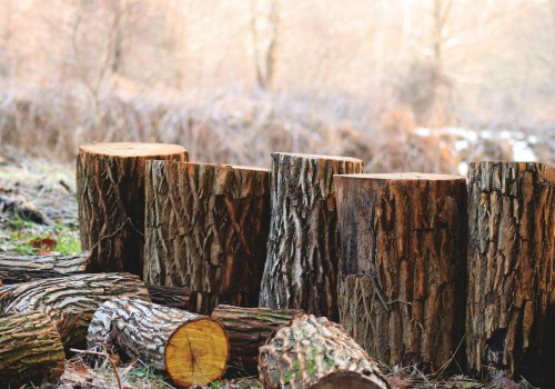 Revitalize Your Scottsdale Property: Stump Removal Services For Flipping House Success